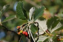 Nahaufnahme einer Astspitze mit beflaumten Blättern und roten Beeren