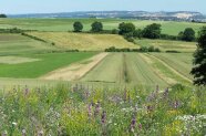 Blühstreifen vor Felder und Sträuchern in Landschaft