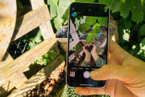 Hand hält Mobiltelefon, das Hände mit Herz aus Heidelbeeren fotografiert.